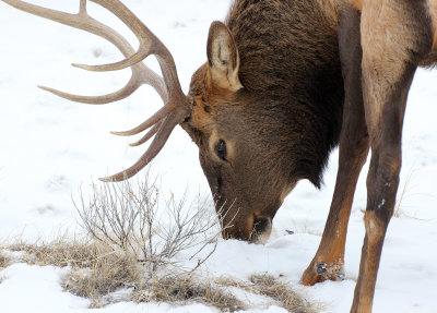 Elk 2012-12-26