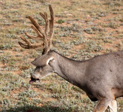 Mule Deer 2012-09-02
