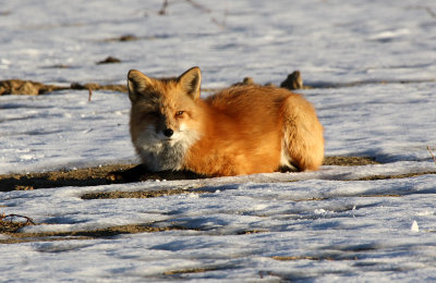 Red Fox 2012-12-23