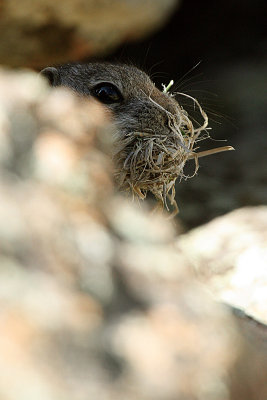 Wyoming Ground-Squirrel 2012-04-24
