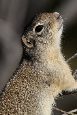 Wyoming Ground-Squirrel 2012-05-14
