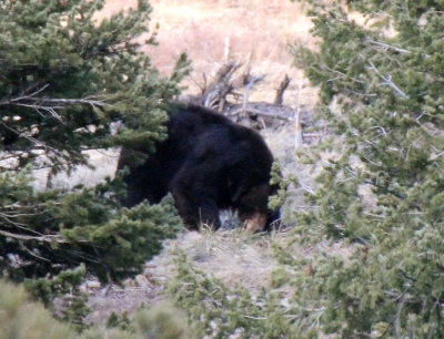 Black Bear 2013-04-25