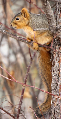 Eastern Fox Squirrel 2013-01-02