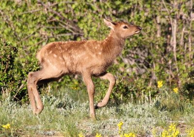 Elk 2013-06-06