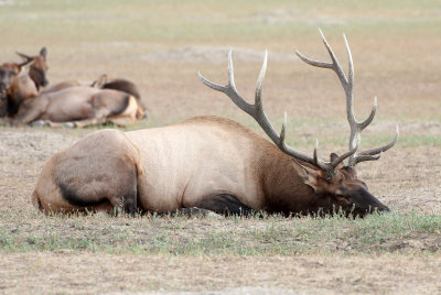 Elk 2013-08-29