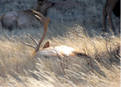 Elk 2013-11-10