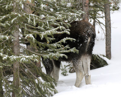 Moose 2013-01-27
