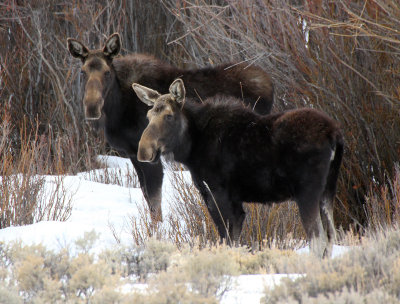 Moose 2013-03-14