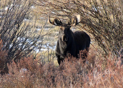Moose 2013-10-19