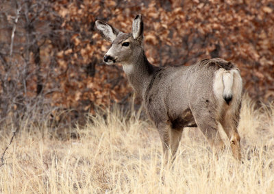 Mule Deer 2013-02-09