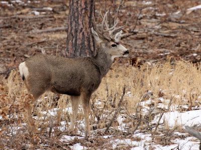 Mule Deer 2013-02-09