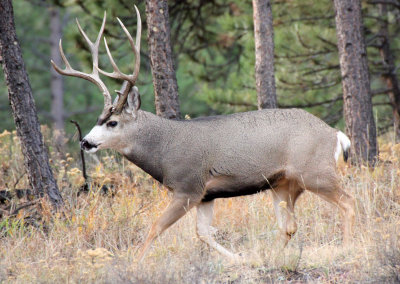 Mule Deer 2013-11-10
