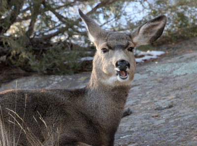 Mule Deer 2013-11-30
