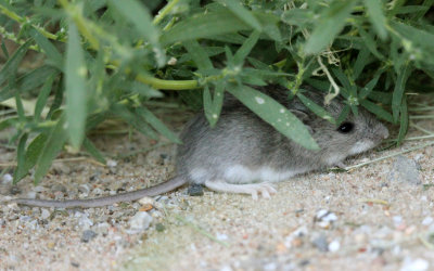 Plains Pocket Mouse 2013-08-31
