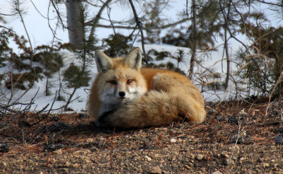 Red Fox 2013-02-03