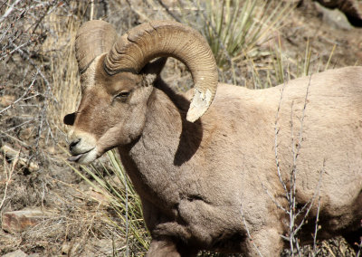 Rocky Mountain Bighorn Sheep 2013-01-31