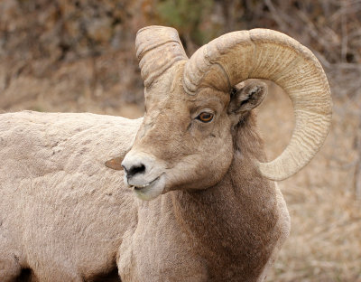 Rocky Mountain Bighorn Sheep 2013-04-13