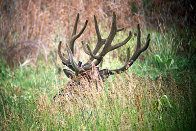 Elk 2004-07-28