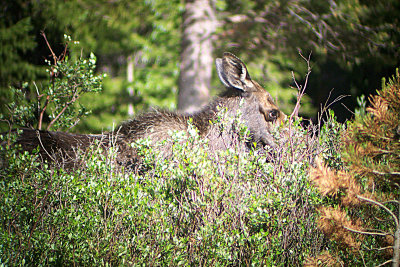 Moose 2004-07-09