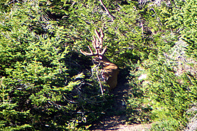Mule Deer 2004-08-09
