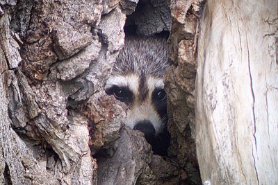 Raccoon 2004-06-10