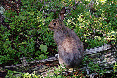 Snowshoe Hare 2004-07-31