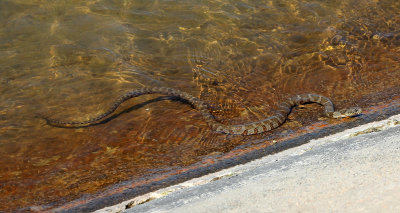 Northern Watersnake 2013-06-02