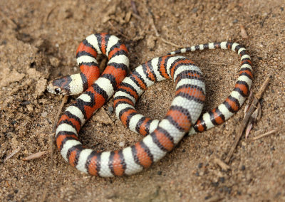 Milksnake 2013-05-19