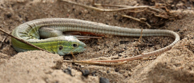 Six-lined Racerunner 2013-05-19