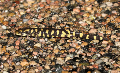 Tiger Salamander 2013-05-08