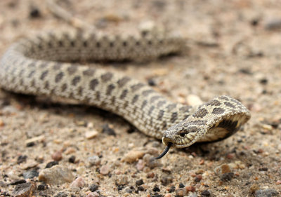 Western Hog-nosed Snake 2013-05-19