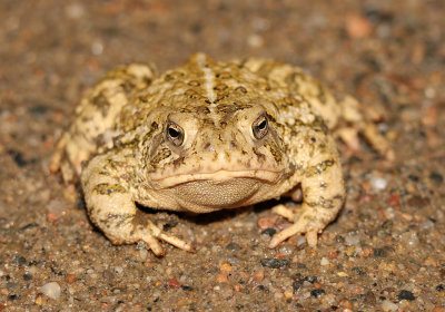 Woodhouse's Toad 2013-05-08