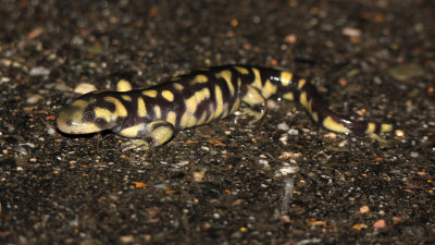 Tiger Salamander 2013-04-30