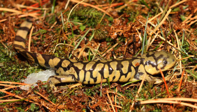 Tiger Salamander 2014-03-07