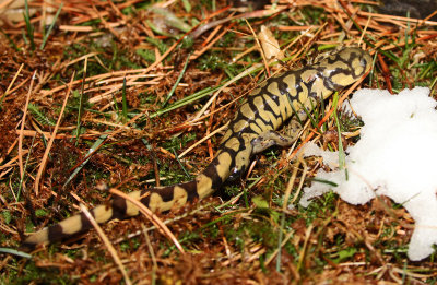 Tiger Salamander 2014-03-07