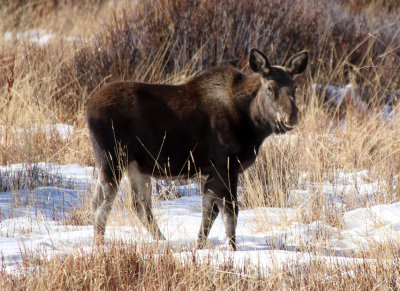 Moose 2014-01-25