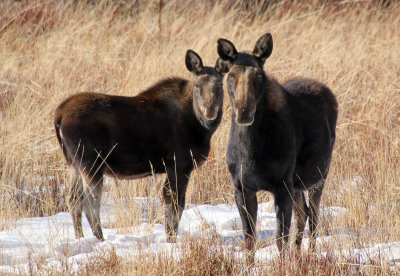 Moose 2014-01-25