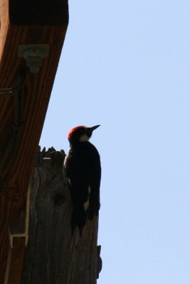 Acorn Woodpecker 2005-07-20