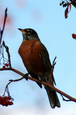 American Robin 2005-12-04