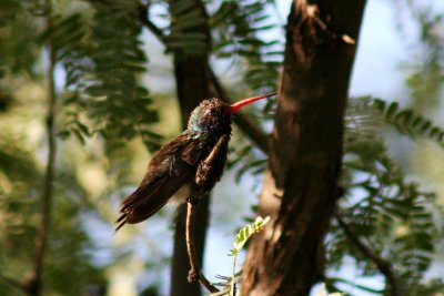Broad-billed Hummingbird 2005-08-15