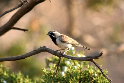 Black-throated Sparrow 2005-07-21