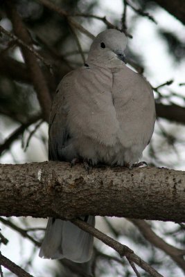 Eurasian Collared-Dove 2005-12-16