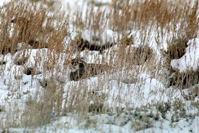 Greater Sage-Grouse 2005-11-05
