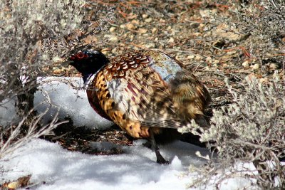 Ring-necked Pheasant 2005-11-22