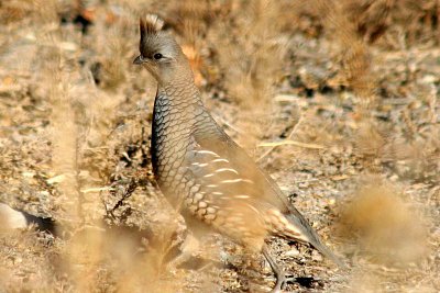 Scaled Quail 2005-11-21