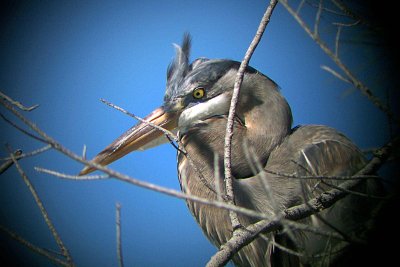 2004 Bird Photos