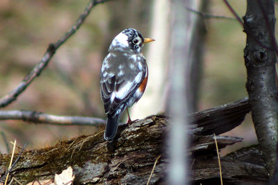 American Robin 2008-03-29