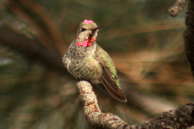 Anna's Hummingbird 2008-11-05