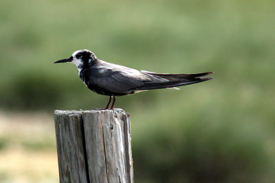 Black Tern 2008-08-08