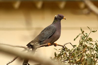 Band-tailed Pigeon 2008-10-10